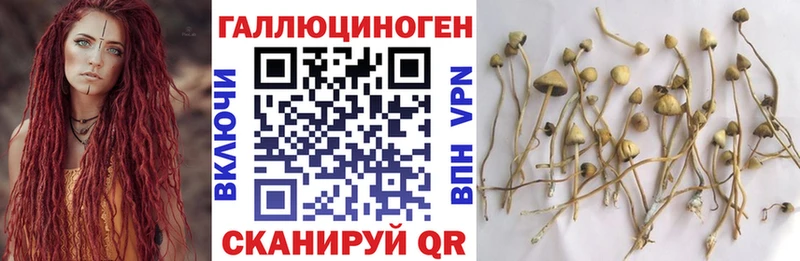 сколько стоит  Нестеровская  hydra   Псилоцибиновые грибы Psilocybine cubensis 